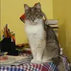 Отзыв от Кира Ананьева